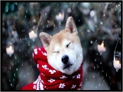 Śnieg, Akita Inu, Pies, Szalik
